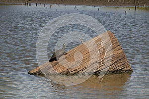 Australian Wildlife Series - Eastern Snake-necked Turtle - Chelodina longicollis photo