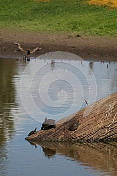 Australian Wildlife Series - Eastern Snake-necked Turtle - Chelodina longicollis photo