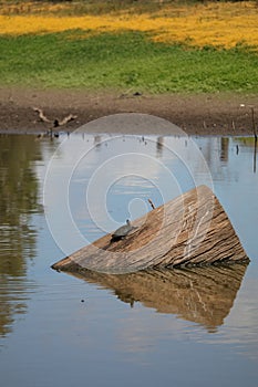 Australian Wildlife Series - Eastern Snake-necked Turtle - Chelodina longicollis photo
