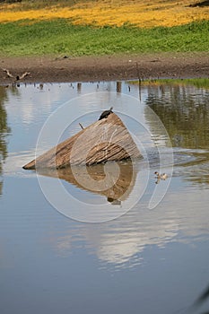 Australian Wildlife Series - Eastern Snake-necked Turtle - Chelodina longicollis photo