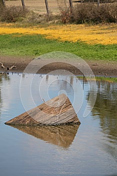 Australian Wildlife Series - Eastern Snake-necked Turtle - Chelodina longicollis photo