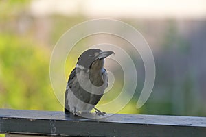 Australian Wildlife Series - Grey Butcherbird feeding - Cracticus torquatus
