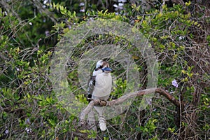 Australian Wildlife Series - Laughing Kookaburra - Dacelo novaeguineae - Queensland bird