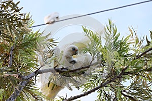 Australian Wildlife Series - Little Corella Cockatoo - Cacatua sanguinea photo