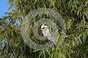 Australian Wildlife Series - Little Corella Cockatoo - Cockatoo - Cacatua sanguinea photo