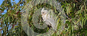Australian Wildlife Series - Little Corella Cockatoo - Cockatoo - Cacatua sanguinea photo