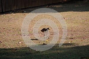 Australian Wildlife Series - Plover - Black-shouldered Lapwing - Vanellus novaehollandiae - Bird