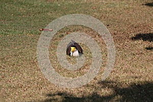 Australian Wildlife Series - Plover - Black-shouldered Lapwing - Vanellus novaehollandiae - Bird