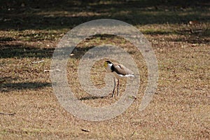 Australian Wildlife Series - Plover - Black-shouldered Lapwing - Vanellus novaehollandiae - Bird