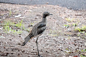 Australian Wildlife Series - Queensland Bush Stone Curlew - Burhinus grallarius