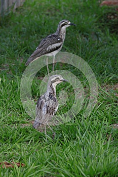 Australian Wildlife Series - Queensland Bush Stone Curlew - Burhinus grallarius