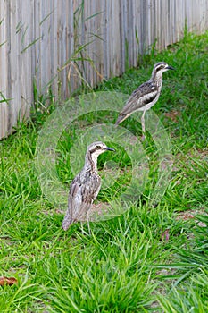 Australian Wildlife Series - Queensland Bush Stone Curlew - Burhinus grallarius