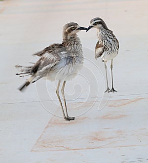 Australian Wildlife Series - Queensland Bush Stone Curlew - Burhinus grallarius