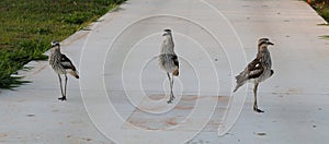 Australian Wildlife Series - Queensland Bush Stone Curlew - Burhinus grallarius