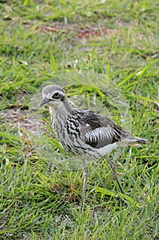 Australian Wildlife Series - Queensland Bush Stone Curlew - Burhinus grallarius