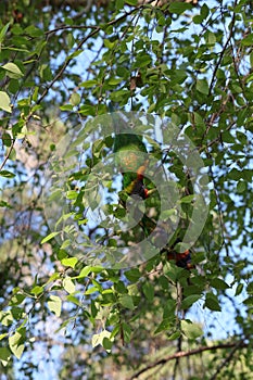 Australian Wildlife Series - Rainbow Lorikeet Pair in Silver Birch Tree - Trichoglossus moluccanus