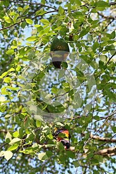 Australian Wildlife Series - Rainbow Lorikeet Pair in Silver Birch Tree - Trichoglossus moluccanus