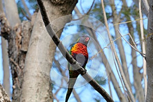 Australian Wildlife Series - Rainbow Lorikeet - Trichoglossus moluccanus