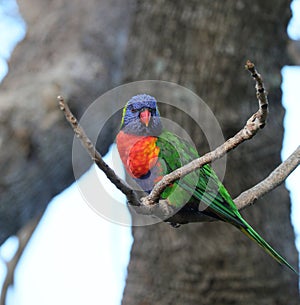 Australian Wildlife Series - Rainbow Lorikeet - Trichoglossus moluccanus