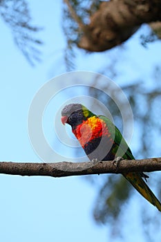 Australian Wildlife Series - Rainbow Lorikeet - Trichoglossus moluccanus