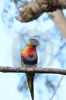 Australian Wildlife Series - Rainbow Lorikeet - Trichoglossus moluccanus