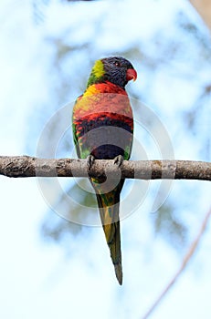 Australian Wildlife Series - Rainbow Lorikeet - Trichoglossus moluccanus