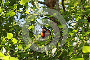 Australian Wildlife Series - Rainbow Lorikeet - Trichoglossus moluccanus