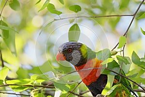 Australian Wildlife Series - Rainbow Lorikeet - Trichoglossus moluccanus