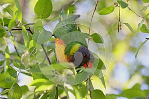 Australian Wildlife Series - Rainbow Lorikeet - Trichoglossus moluccanus