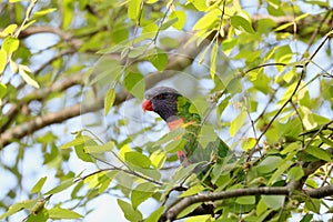 Australian Wildlife Series - Rainbow Lorikeet - Trichoglossus moluccanus