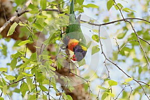 Australian Wildlife Series - Rainbow Lorikeet - Trichoglossus moluccanus