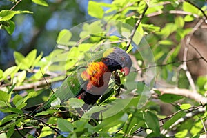 Australian Wildlife Series - Rainbow Lorikeet - Trichoglossus moluccanus