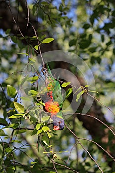 Australian Wildlife Series - Rainbow Lorikeet - Trichoglossus moluccanus