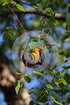 Australian Wildlife Series - Rainbow Lorikeet - Trichoglossus moluccanus