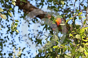 Australian Wildlife Series - Rainbow Lorikeet - Trichoglossus moluccanus