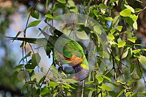 Australian Wildlife Series - Rainbow Lorikeet - Trichoglossus moluccanus