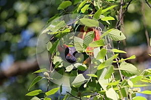 Australian Wildlife Series - Rainbow Lorikeet - Trichoglossus moluccanus