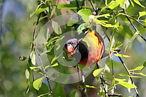 Australian Wildlife Series - Rainbow Lorikeet - Trichoglossus moluccanus