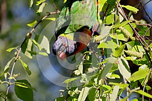 Australian Wildlife Series - Rainbow Lorikeet - Trichoglossus moluccanus