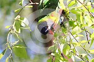 Australian Wildlife Series - Rainbow Lorikeet - Trichoglossus moluccanus