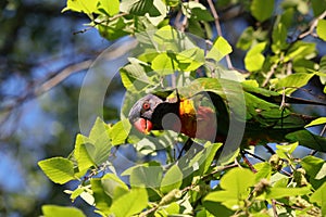 Australian Wildlife Series - Rainbow Lorikeet - Trichoglossus moluccanus