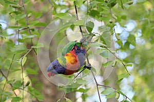 Australian Wildlife Series - Rainbow Lorikeet - Trichoglossus moluccanus