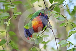 Australian Wildlife Series - Rainbow Lorikeet - Trichoglossus moluccanus