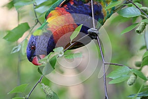 Australian Wildlife Series - Rainbow Lorikeet - Trichoglossus moluccanus