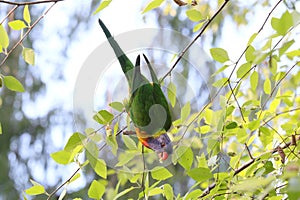 Australian Wildlife Series - Rainbow Lorikeet - Trichoglossus moluccanus