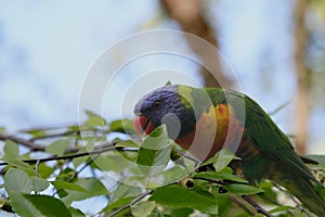 Australian Wildlife Series - Rainbow Lorikeet - Trichoglossus moluccanus