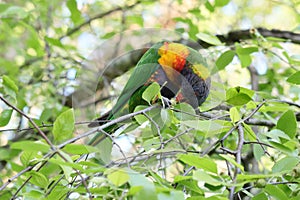 Australian Wildlife Series - Rainbow Lorikeet - Trichoglossus moluccanus