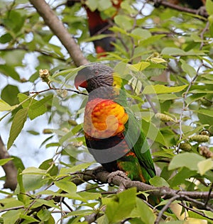 Australian Wildlife Series - Rainbow Lorikeet - Trichoglossus moluccanus