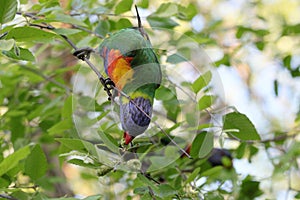 Australian Wildlife Series - Rainbow Lorikeet - Trichoglossus moluccanus