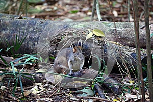 Australian Wildlife Series - Small Pademelon Kangaroo in Rainforest - Maleny Queensland Australia photo